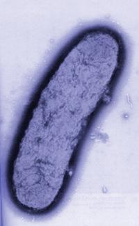 Yersinia Pestis