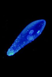 Embrion infectado por Wolbachia
